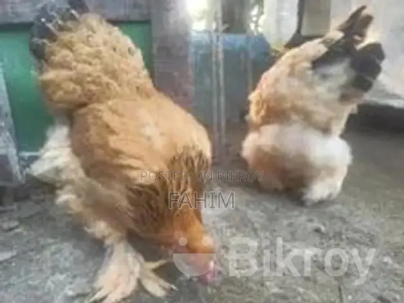 বাপ ব্রাহামা ফিমেল