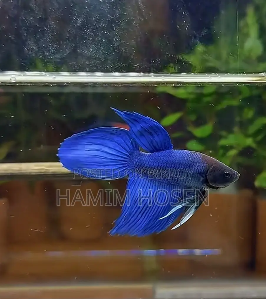 Batta Fish