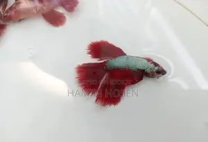 Batta Fish