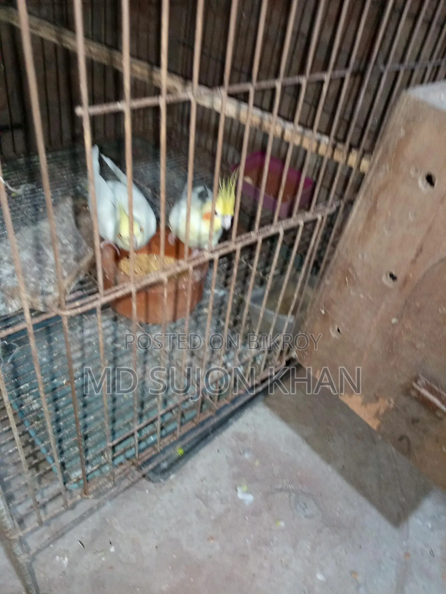 রানিং কোকাটেল পাখি