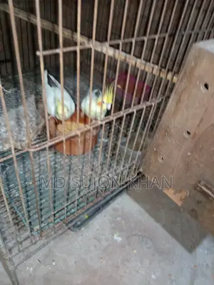 রানিং কোকাটেল পাখি