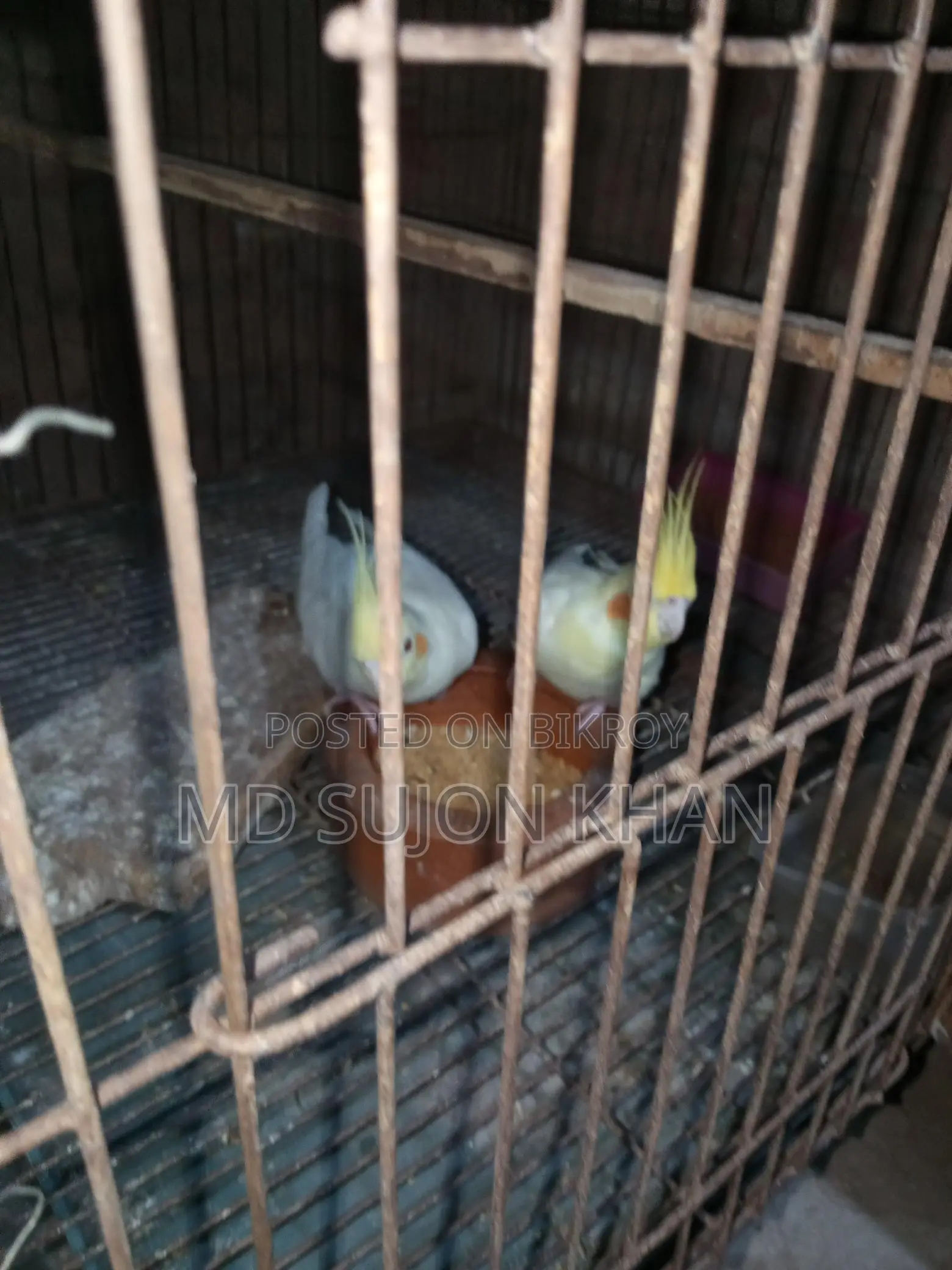 রানিং কোকাটেল পাখি