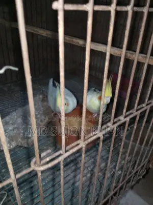 রানিং কোকাটেল পাখি