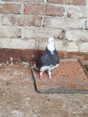 গররা নর কবুতর
