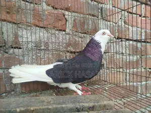 গররা নর কবুতর
