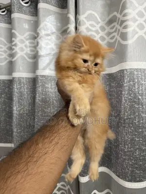 Persian Cat