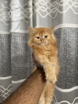 Persian Cat