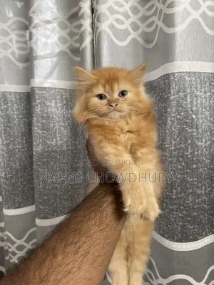 Persian Cat
