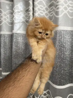 Persian Cat