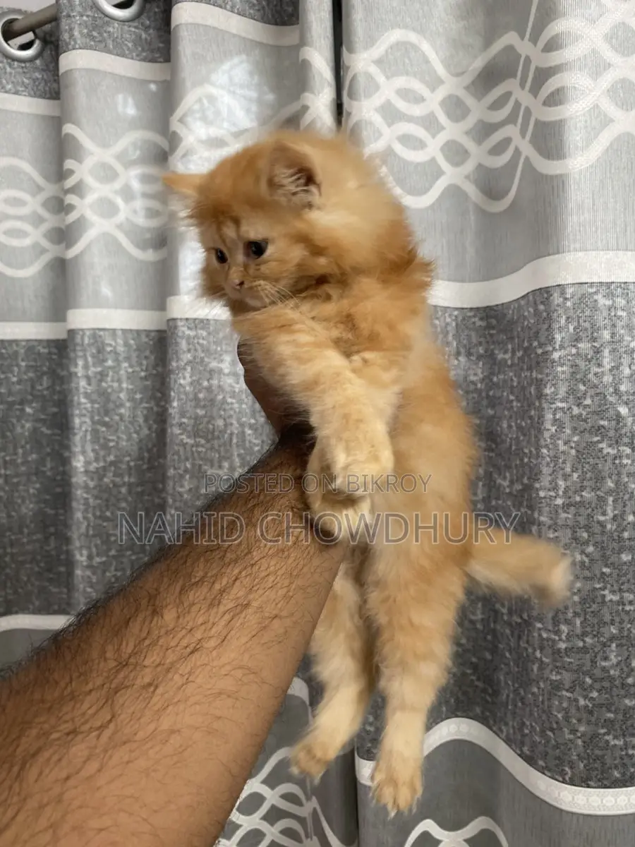 Persian Cat