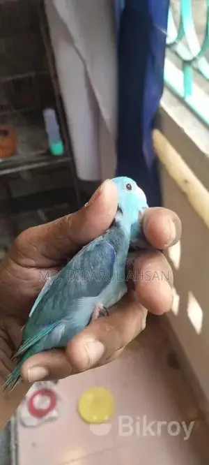 ব্লু ফোরপাস মেল স্প্লিট ইনো