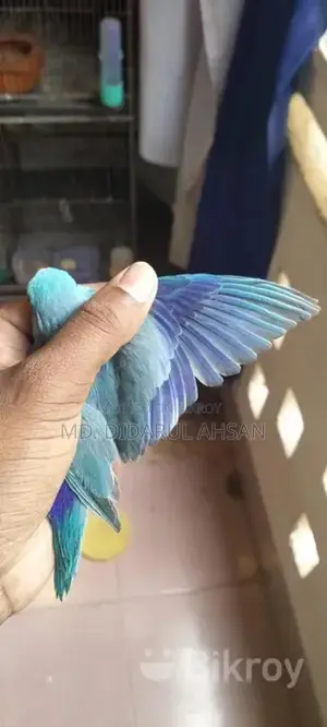 Blue Forpus Male Split Ino