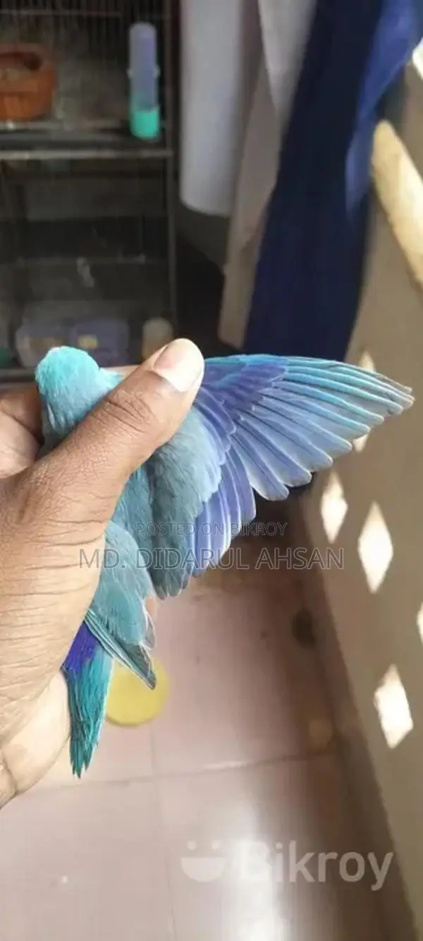Blue Forpus Male Split Ino