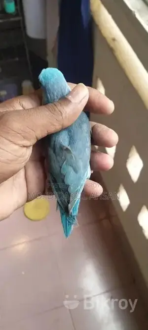 Blue Forpus Male Split Ino