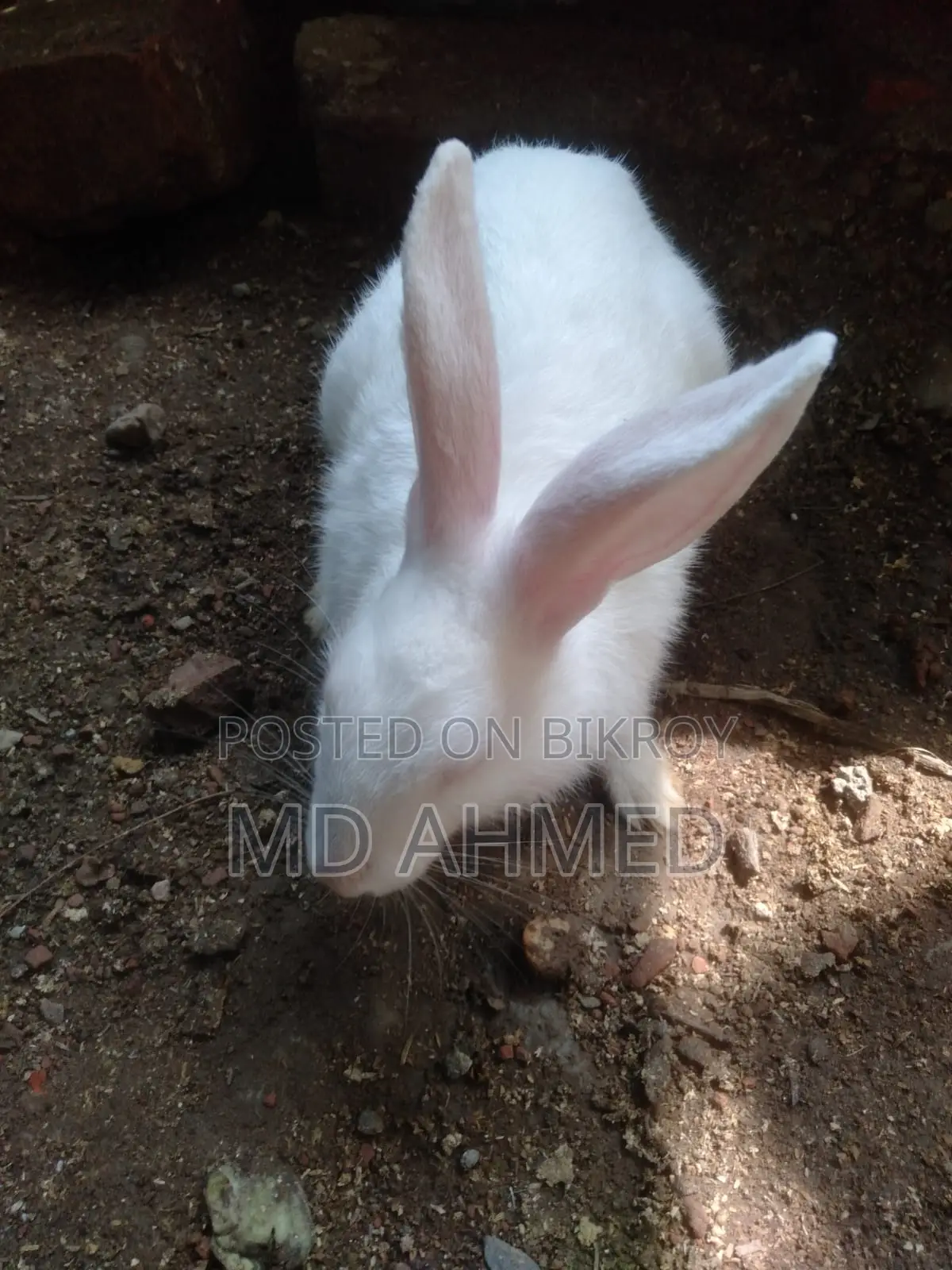 High-Quality Female Rabbit
