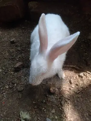 High-Quality Female Rabbit