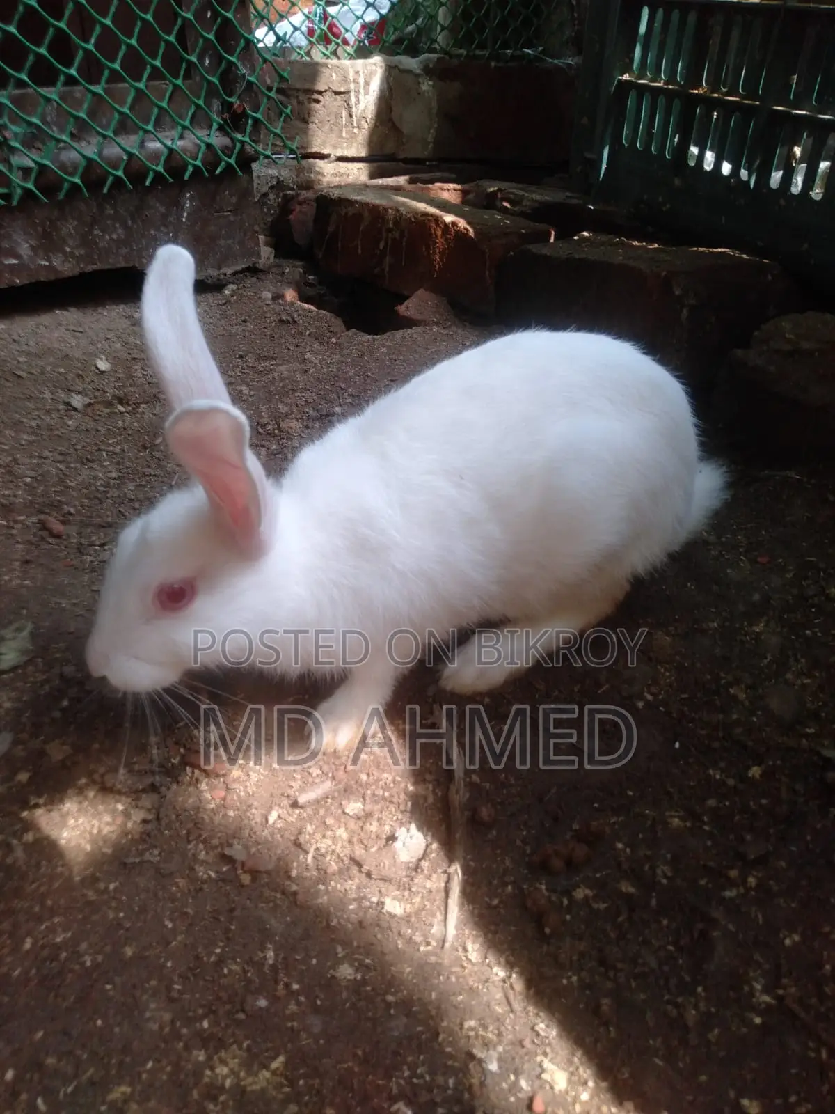 High-Quality Female Rabbit