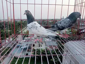 Pigeons