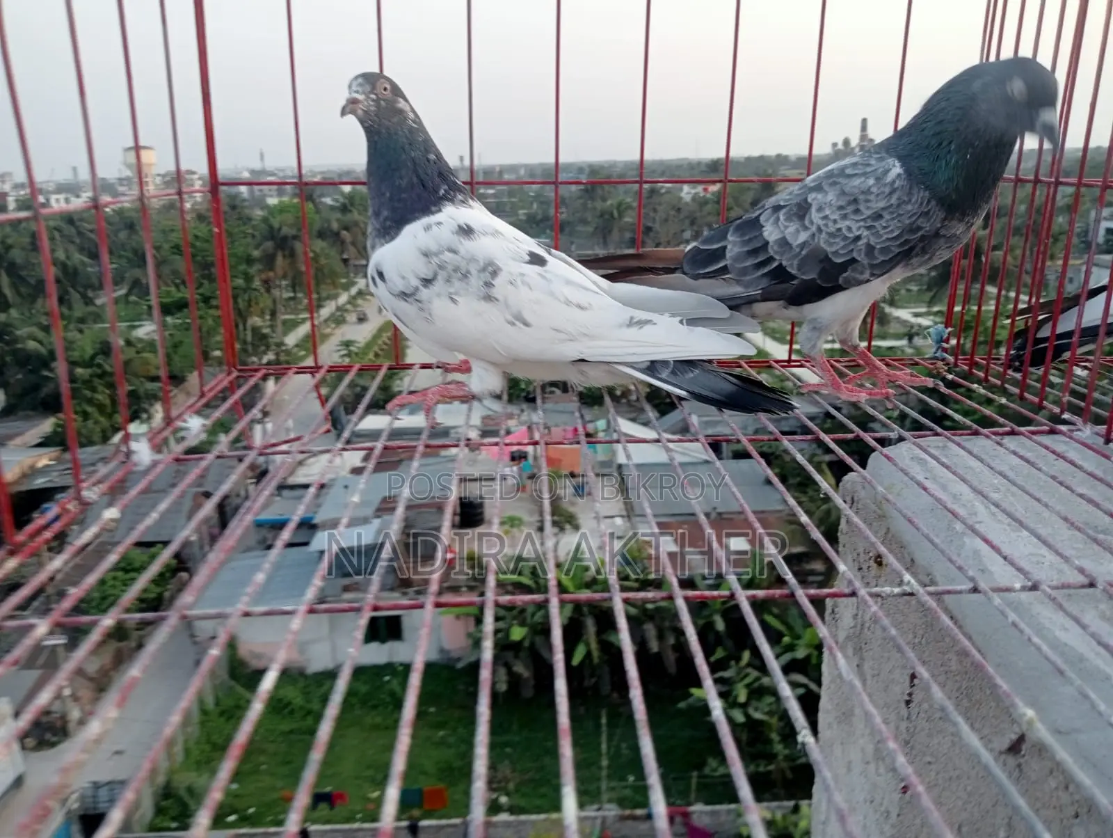 Pigeons