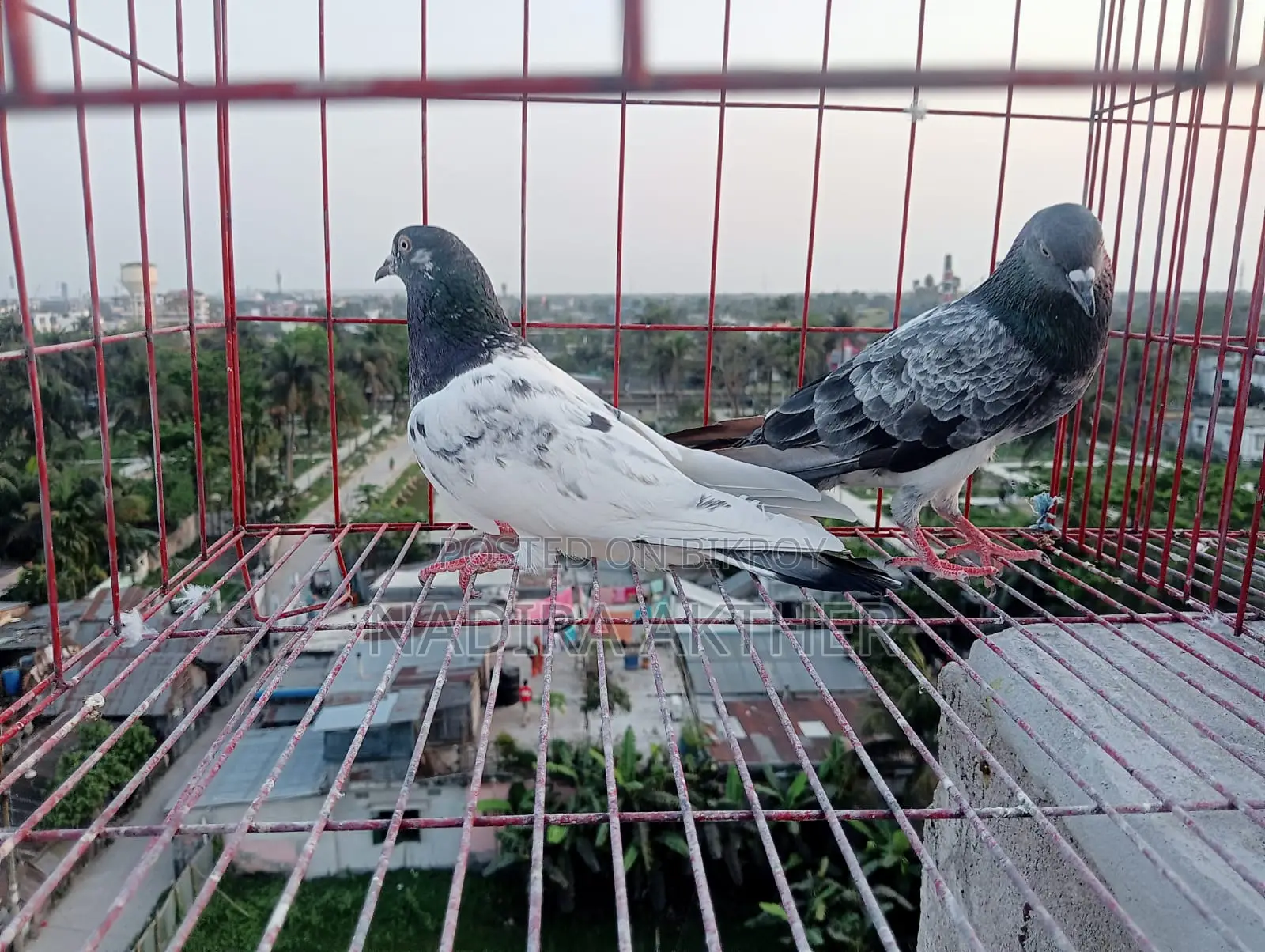 Pigeons