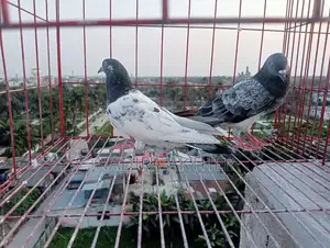 Pigeons