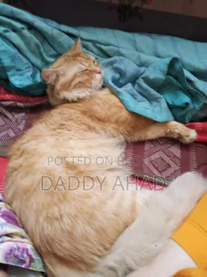 Persian Cat