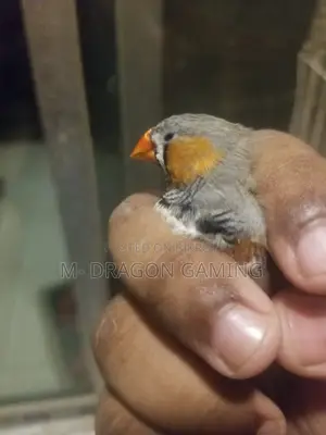 জেব্রা ফিঞ্চ নতুন প্রাপ্তবয়স্ক পুরুষ