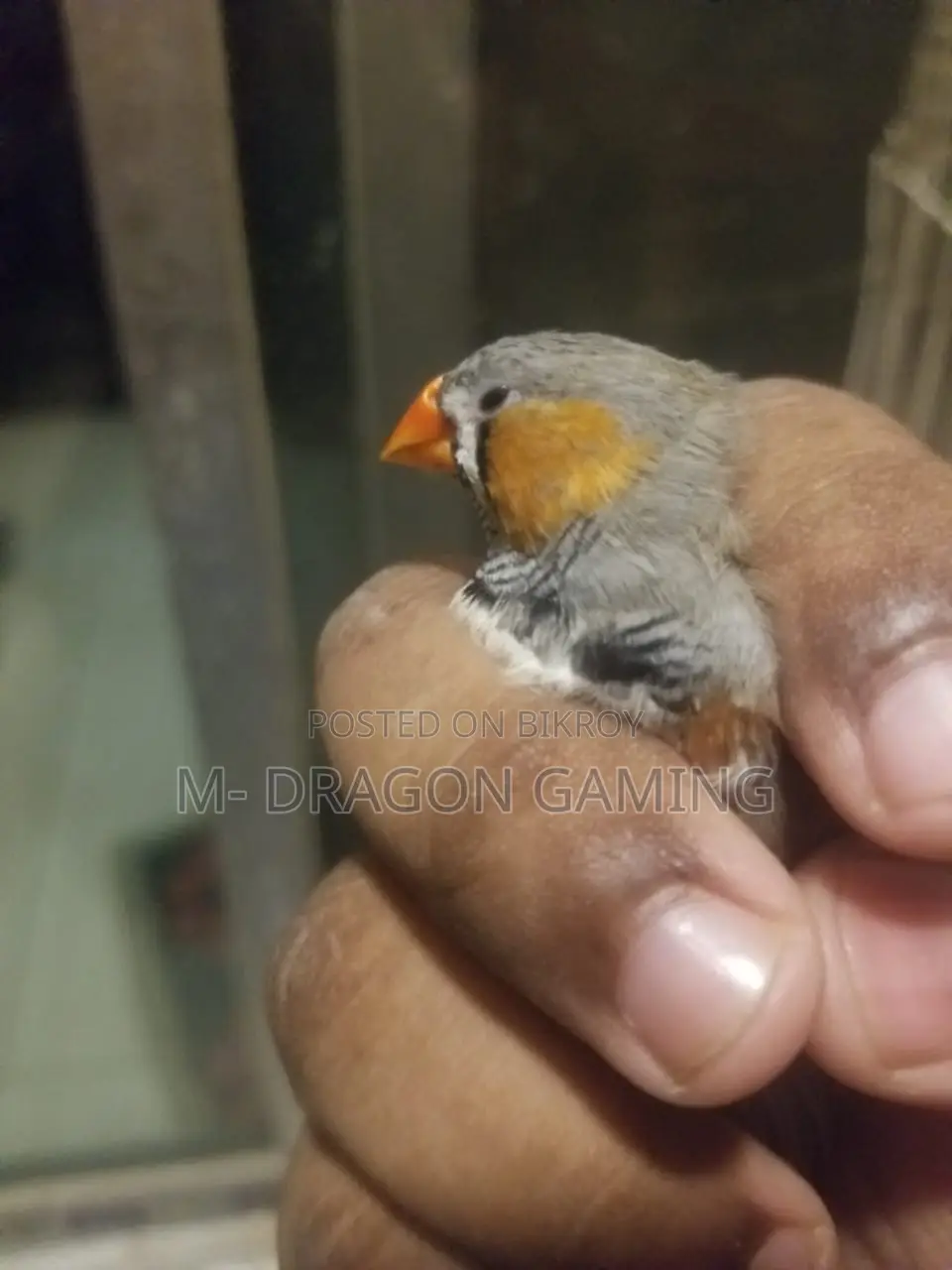 Zebra Finch New Adult Male