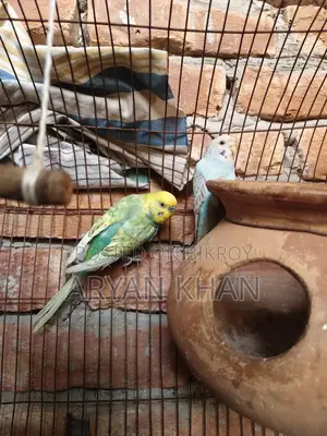বাজিগার পাখি