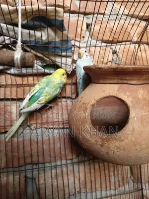 বাজিগার পাখি