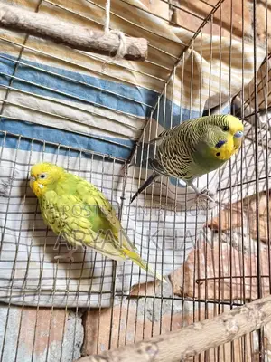 বাজিগার পাখি