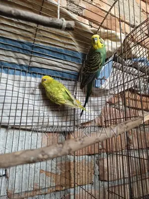 বাজিগার পাখি