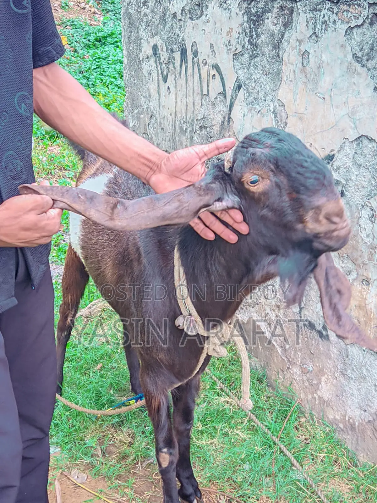 Totapuri Ram Goat