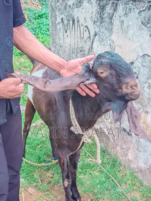 Totapuri Ram Goat