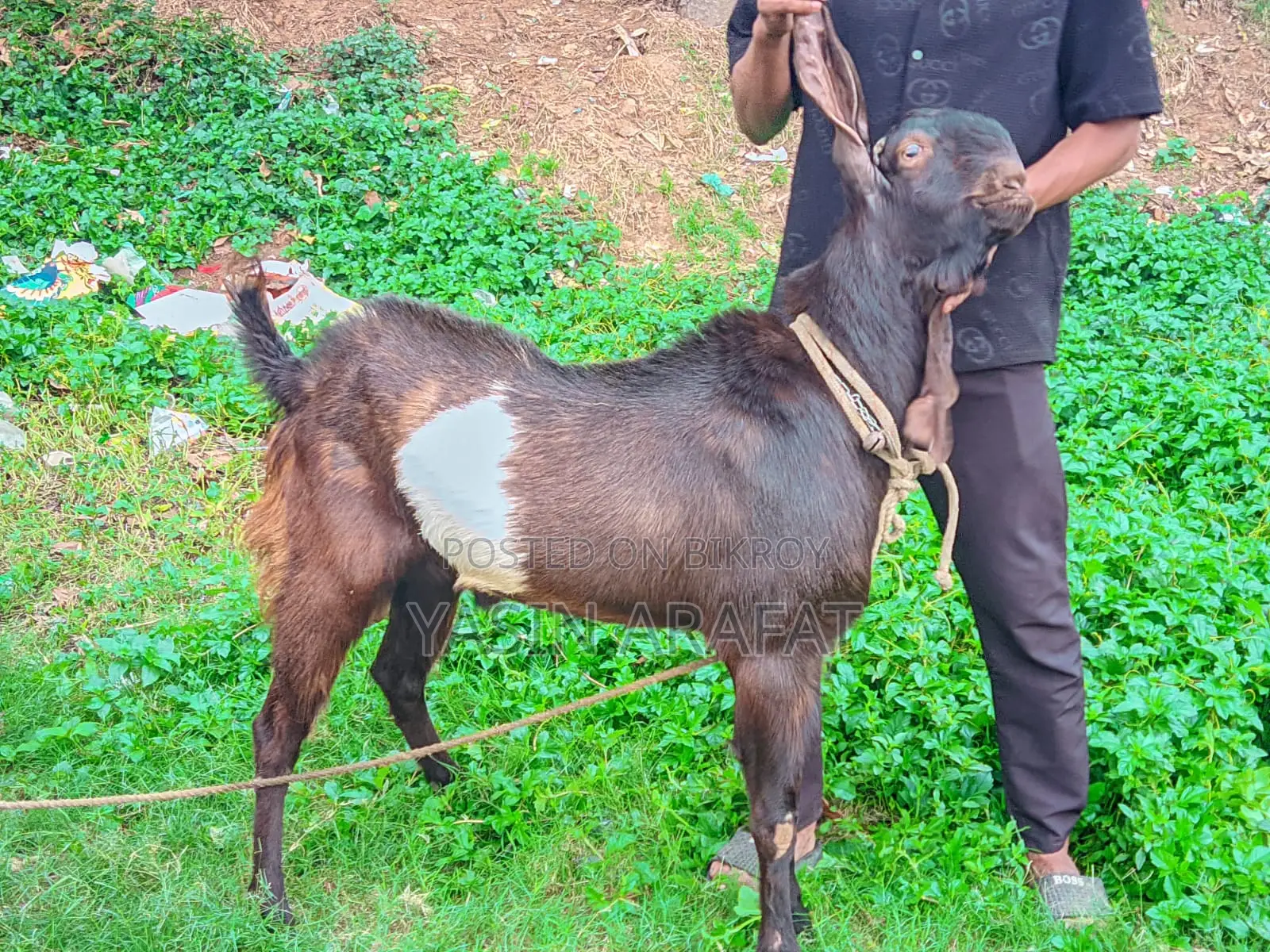 Totapuri Ram Goat