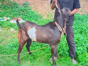 Totapuri Ram Goat