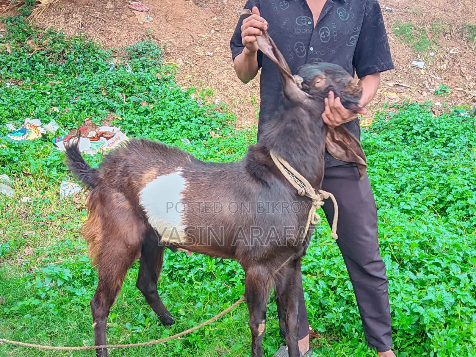 Totapuri Ram Goat