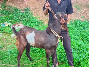 Totapuri Ram Goat