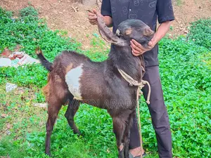 Totapuri Ram Goat