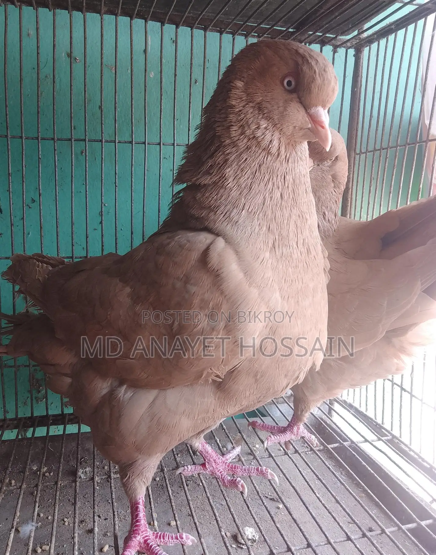 রানিং কিং কবুতর