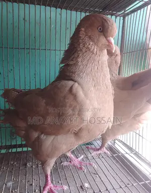 রানিং কিং কবুতর
