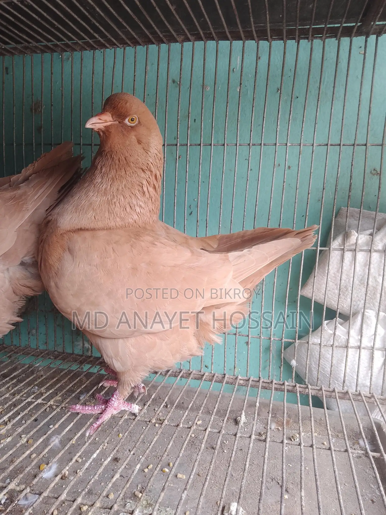 রানিং কিং কবুতর