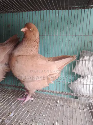 রানিং কিং কবুতর