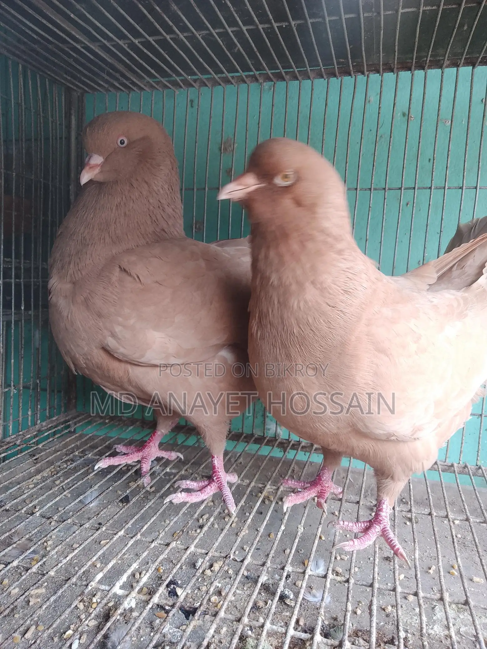 রানিং কিং কবুতর
