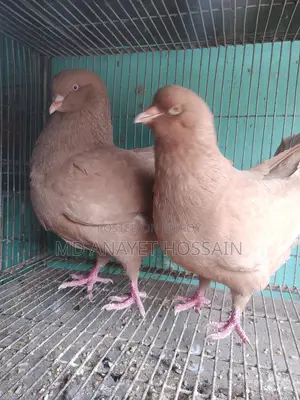 রানিং কিং কবুতর
