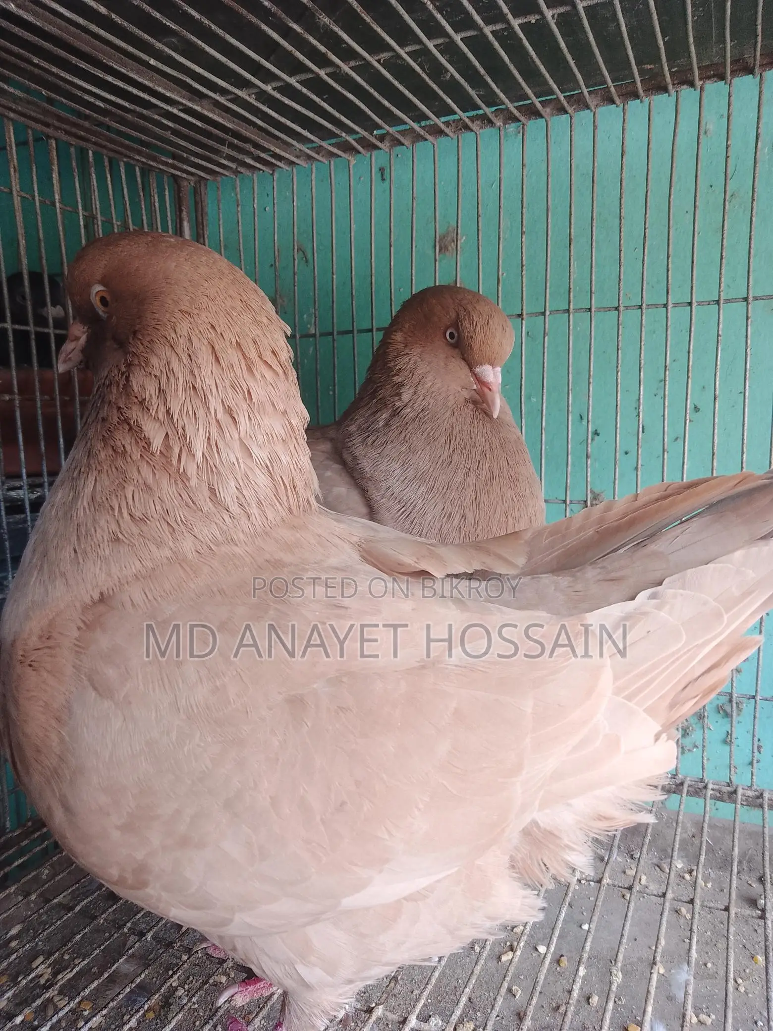 রানিং কিং কবুতর