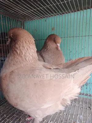 রানিং কিং কবুতর