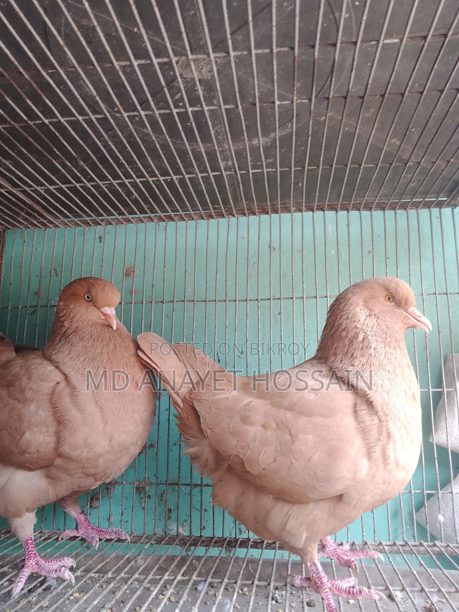 রানিং কিং কবুতর