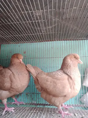 রানিং কিং কবুতর
