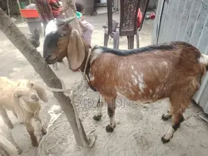High-Quality Goat for Sale